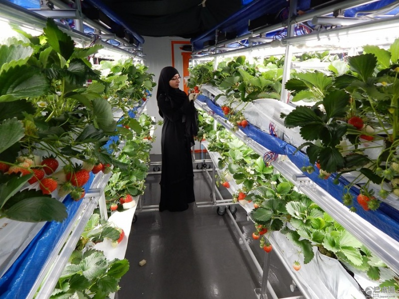 sustainable container agriculture